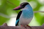 Bird Gambia
