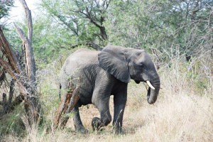 African Elephant While on Safari