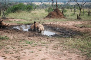 White Rhino wallowing in the mud