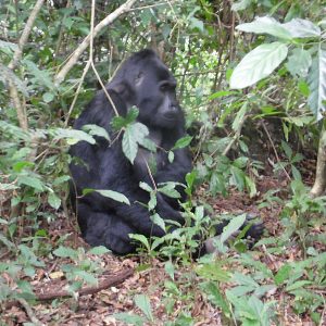 Mountain Gorilla - Bwindi Impenetrable National Park