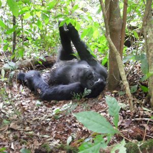 Mountain Gorilla - Bwindi Impenetrable National Park
