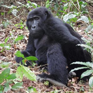 Mountain Gorilla - Bwindi Impenetrable National Park