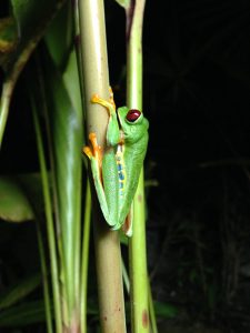 South American tree frog