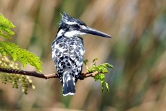 Bird gambia 3